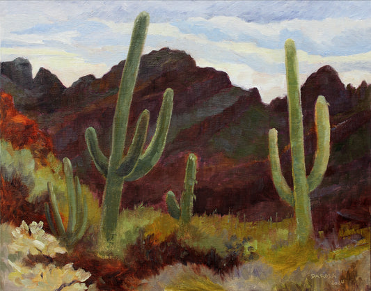 Ajo Mountains. Organ Pipe Cactus National Monument